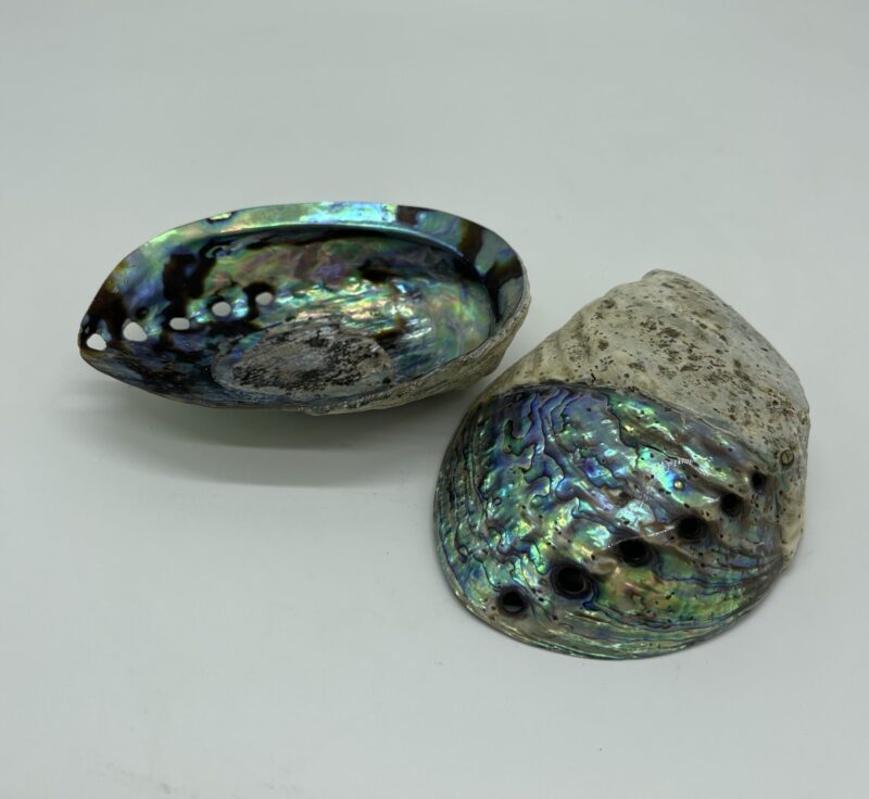 Abalon kagyló 12 cm