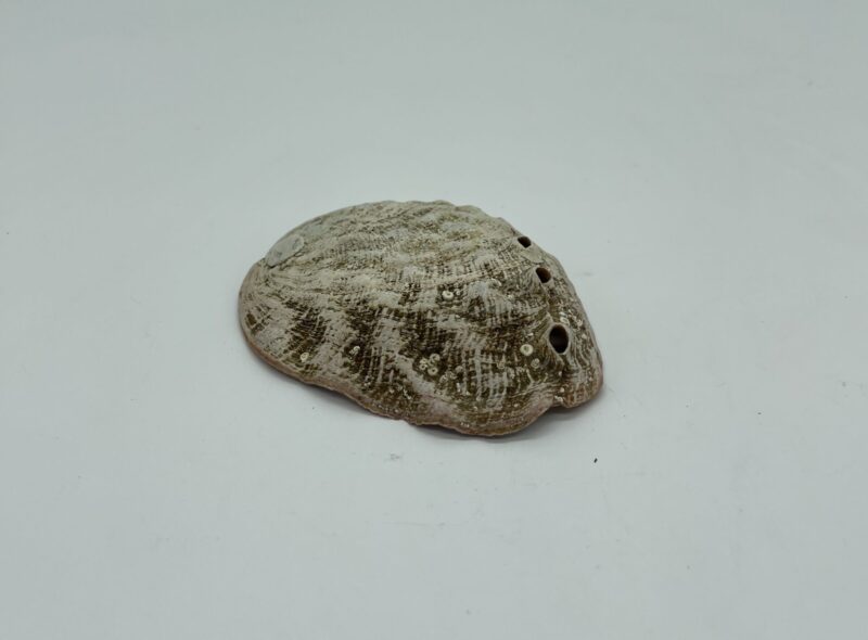 Abalon kagyló 10 cm - Image 2